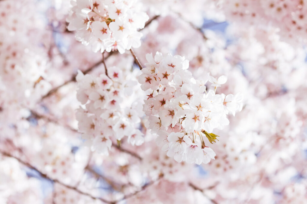 spring wedding cherry blossoms